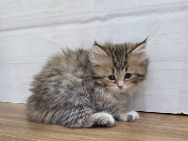 山形県のミヌエット (アミーゴ米沢店/2025年12月29日生まれ/女の子/ブラウンパッチドタビーホワイト)の子猫