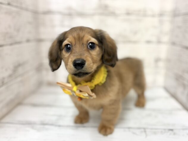 福島県のミニチュアダックスフンド(ロング) (アミーゴいわき店/2025年12月22日生まれ/男の子/レッド)の子犬