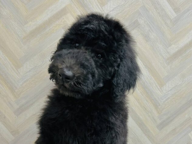 岡山県のスタンダードプードル (アミーゴ水島店/2025年12月15日生まれ/男の子/グレー)の子犬