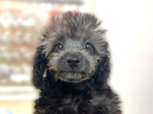 岡山県のトイプードル(トイ) (アミーゴ中庄店/2025年12月20日生まれ/男の子/グレー)の子犬の4枚目の画像