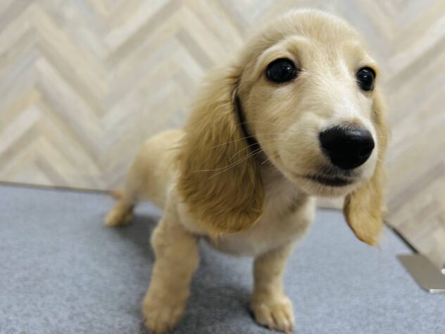 岡山県のミニチュアダックスフンド(ロング) (アミーゴ水島店/2025年12月18日生まれ/女の子/イエロー)の子犬の2枚目の画像