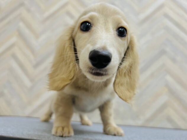 岡山県のミニチュアダックスフンド(ロング) (アミーゴ水島店/2025年12月18日生まれ/女の子/イエロー)の子犬の4枚目の画像