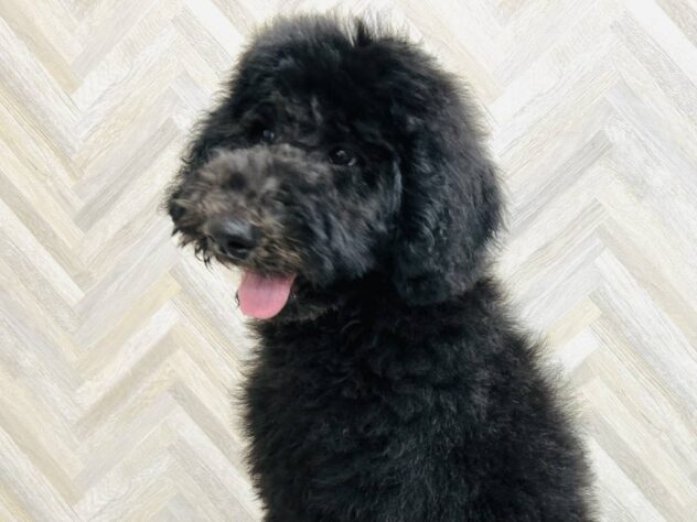 岡山県のスタンダードプードル (アミーゴ水島店/2025年12月15日生まれ/男の子/グレー)の子犬の2枚目の画像