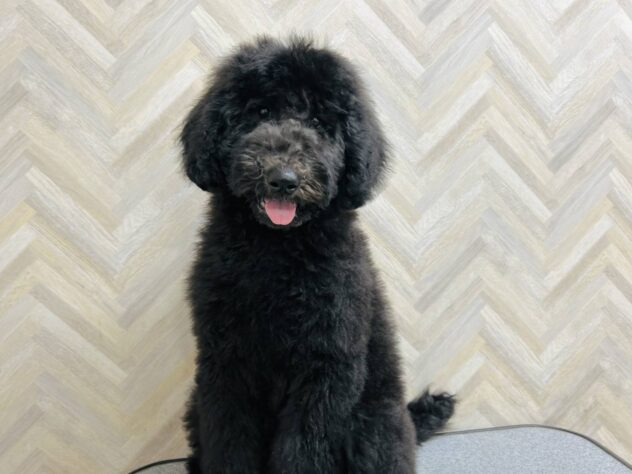 岡山県のスタンダードプードル (アミーゴ水島店/2025年12月15日生まれ/男の子/グレー)の子犬の3枚目の画像