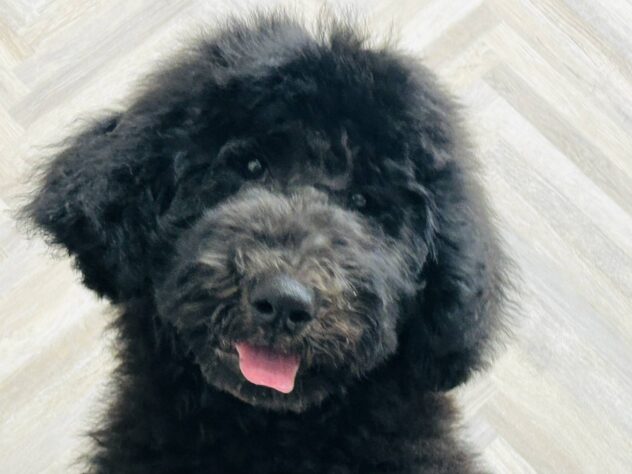 岡山県のスタンダードプードル (アミーゴ水島店/2025年12月15日生まれ/男の子/グレー)の子犬の4枚目の画像