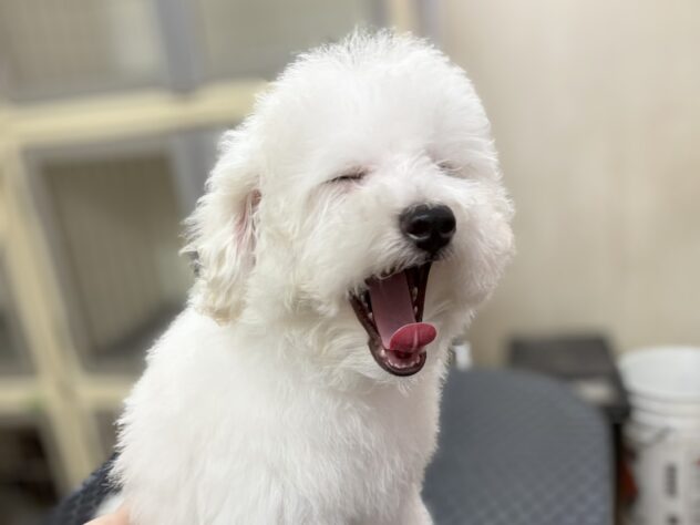 岡山県のハーフ犬・ミックス犬 (アミーゴ中庄店/2025年12月30日生まれ/女の子/クリーム)の子犬の4枚目の画像