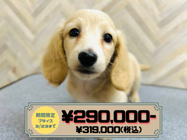 岡山県のミニチュアダックスフンド(ロング) (アミーゴ水島店/2025年12月18日生まれ/女の子/イエロー)の子犬