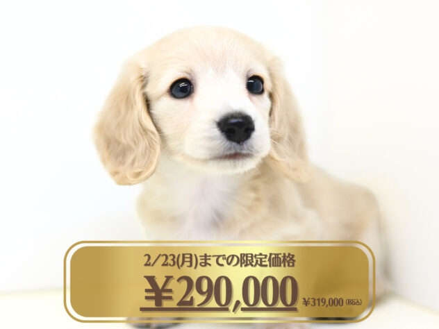 2025年12月18日生まれのミニチュアダックスフンド(ロング)