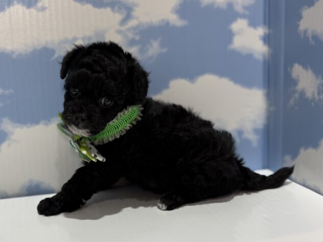 山形県のハーフ犬・ミックス犬 (アミーゴ山形南店/2025年12月9日生まれ/男の子/ブラックホワイト)の子犬の3枚目の画像