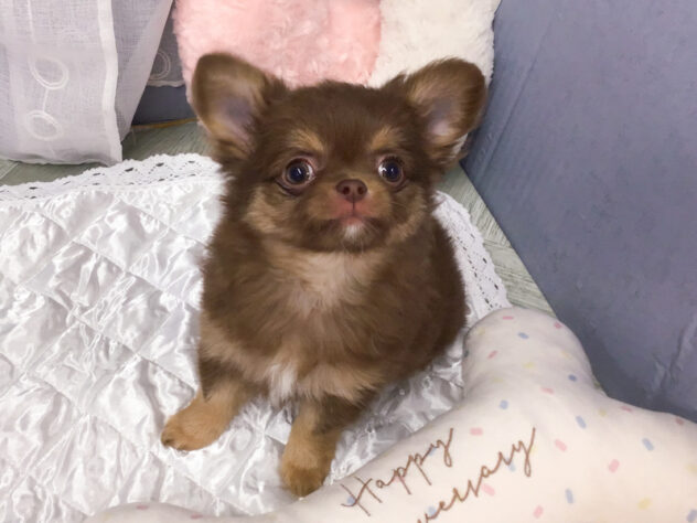 愛知県のチワワ(ロング) (アミーゴ知立店/2025年12月14日生まれ/女の子/チョコレートタンホワイト)の子犬の3枚目の画像