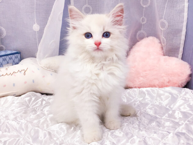 愛知県のラグドール (アミーゴ知立店/2025年11月28日生まれ/男の子/ブルーポイントバイカラー)の子猫の1枚目の画像