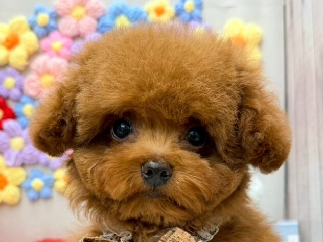 岡山県のトイプードル(トイ) (ワンキャラット アミーゴ高屋店/2025年11月13日生まれ/男の子/レッドフォーン)の子犬の1枚目の画像