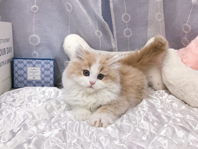 愛知県のミヌエット (アミーゴ知立店/2025年12月7日生まれ/男の子/クリームタビーホワイト)の子猫の1枚目の画像