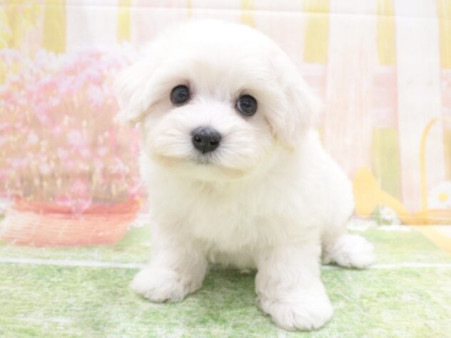 大阪府のハーフ犬・ミックス犬 (アミーゴ鳳店/2025年12月15日生まれ/女の子/クリーム)の子犬の2枚目の画像