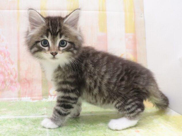 大阪府のノルウェージャンフォレストキャット (アミーゴ鳳店/2025年12月16日生まれ/男の子/シルバータビーホワイト)の子猫の3枚目の画像