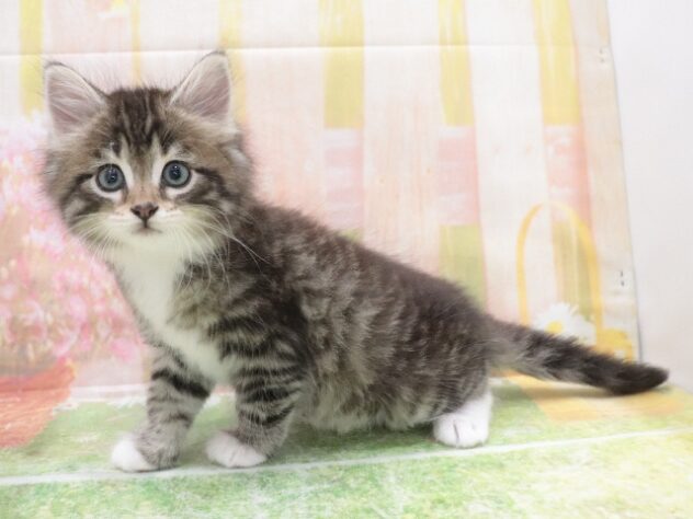 大阪府のノルウェージャンフォレストキャット (アミーゴ鳳店/2025年12月16日生まれ/男の子/シルバータビーホワイト)の子猫の4枚目の画像