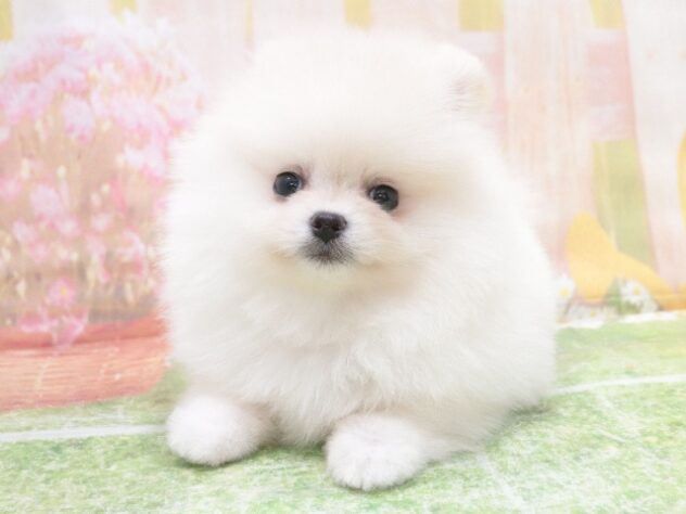 大阪府のポメラニアン (アミーゴ鳳店/2025年12月15日生まれ/男の子/クリーム)の子犬の2枚目の画像