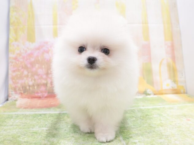 大阪府のポメラニアン (アミーゴ鳳店/2025年12月15日生まれ/男の子/クリーム)の子犬の3枚目の画像