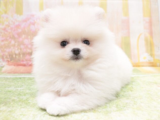 大阪府のポメラニアン (アミーゴ鳳店/2025年12月15日生まれ/男の子/クリーム)の子犬の4枚目の画像