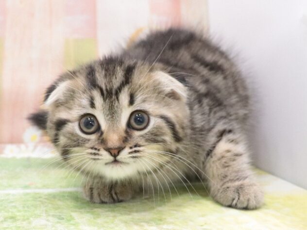 大阪府のスコティッシュフォールド (アミーゴ鳳店/2025年12月16日生まれ/女の子/ブラウンタビー)の子猫の2枚目の画像