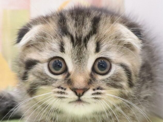 大阪府のスコティッシュフォールド (アミーゴ鳳店/2025年12月16日生まれ/女の子/ブラウンタビー)の子猫の3枚目の画像