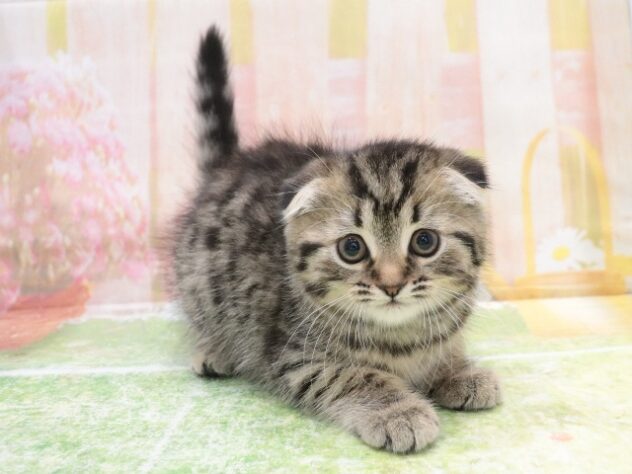 大阪府のスコティッシュフォールド (アミーゴ鳳店/2025年12月16日生まれ/女の子/ブラウンタビー)の子猫の4枚目の画像