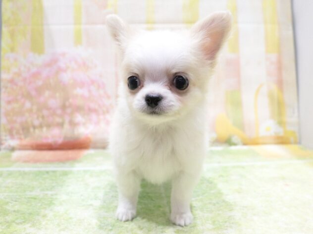 大阪府のチワワ(ロング) (アミーゴ鳳店/2025年12月16日生まれ/男の子/クリームホワイト)の子犬の2枚目の画像