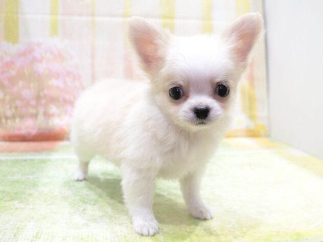 大阪府のチワワ(ロング) (アミーゴ鳳店/2025年12月16日生まれ/男の子/クリームホワイト)の子犬の3枚目の画像