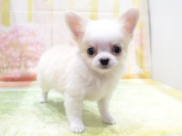 大阪府のチワワ(ロング) (アミーゴ鳳店/2025年12月16日生まれ/男の子/クリームホワイト)の子犬の4枚目の画像