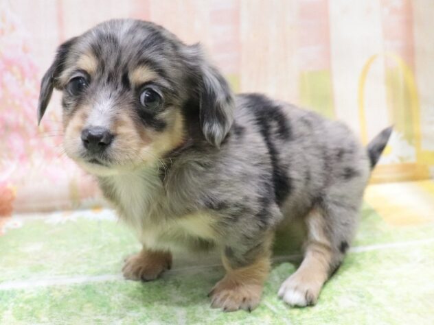 大阪府のハーフ犬・ミックス犬 (アミーゴ鳳店/2025年12月16日生まれ/男の子/ブルーマール)の子犬の2枚目の画像