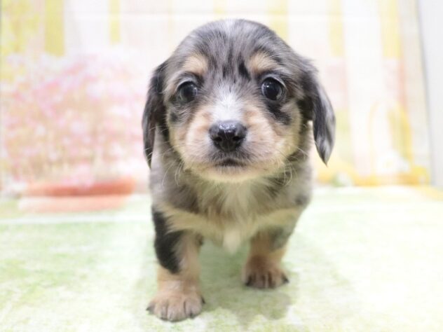 大阪府のハーフ犬・ミックス犬 (アミーゴ鳳店/2025年12月16日生まれ/男の子/ブルーマール)の子犬の3枚目の画像