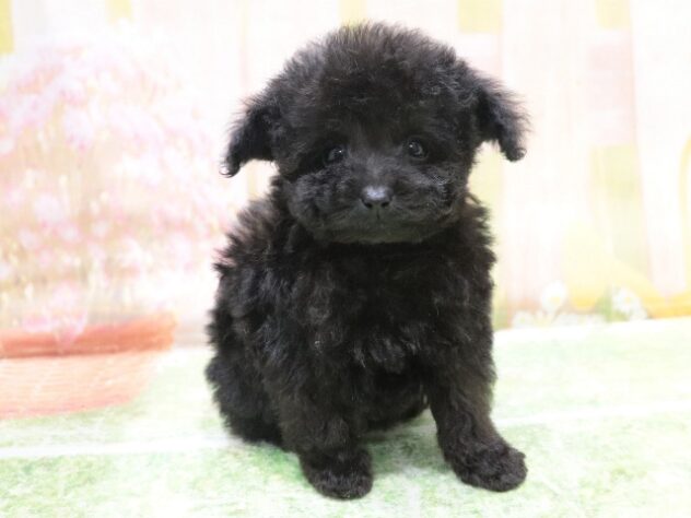 大阪府のトイプードル(トイ) (アミーゴ鳳店/2025年12月18日生まれ/男の子/ブラック)の子犬の3枚目の画像