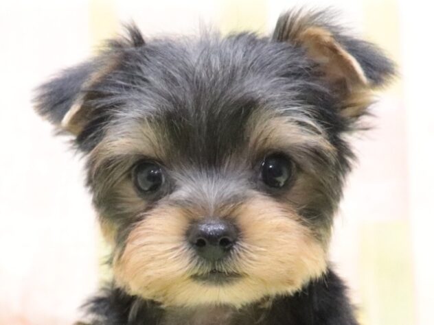 大阪府のヨークシャーテリア (アミーゴ鳳店/2025年12月18日生まれ/男の子/スチールブルータン)の子犬の3枚目の画像