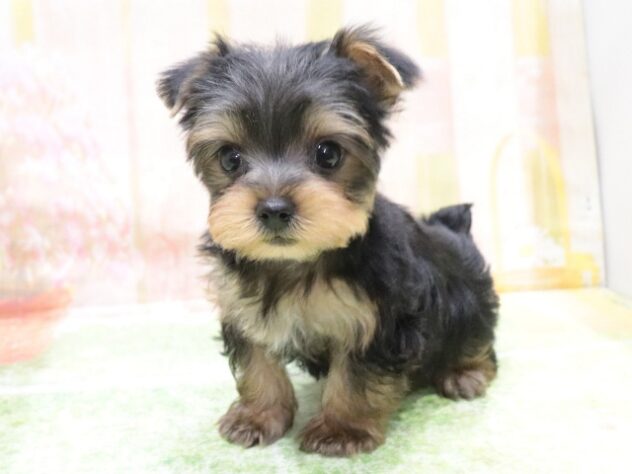 大阪府のヨークシャーテリア (アミーゴ鳳店/2025年12月18日生まれ/男の子/スチールブルータン)の子犬の4枚目の画像