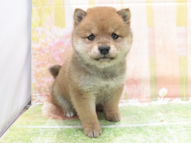 大阪府の豆柴 (アミーゴ鳳店/2025年12月22日生まれ/女の子/赤)の子犬の3枚目の画像