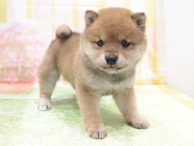 大阪府の豆柴 (アミーゴ鳳店/2025年12月22日生まれ/女の子/赤)の子犬の4枚目の画像