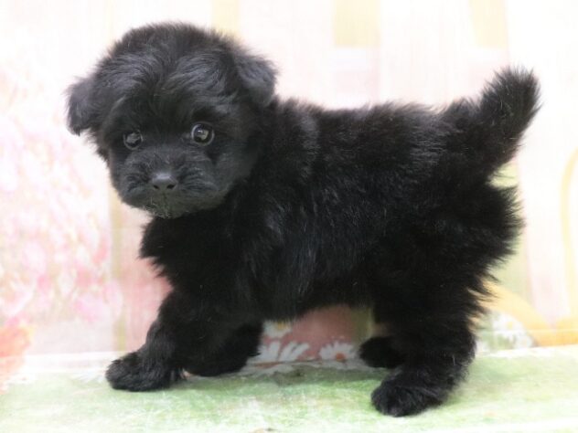 大阪府のハーフ犬・ミックス犬 (アミーゴ鳳店/2025年12月20日生まれ/女の子/ブラック)の子犬の2枚目の画像