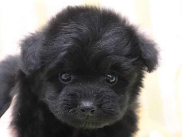 大阪府のハーフ犬・ミックス犬 (アミーゴ鳳店/2025年12月20日生まれ/女の子/ブラック)の子犬の3枚目の画像