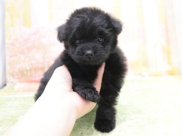 大阪府のハーフ犬・ミックス犬 (アミーゴ鳳店/2025年12月20日生まれ/女の子/ブラック)の子犬の4枚目の画像