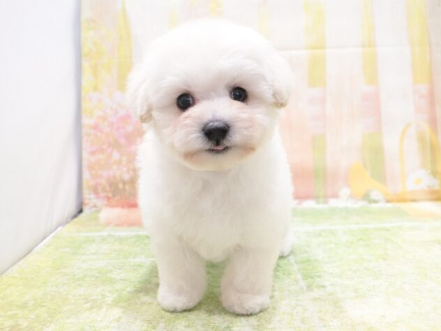 大阪府のハーフ犬・ミックス犬 (アミーゴ鳳店/2025年12月18日生まれ/男の子/ホワイト)の子犬の3枚目の画像