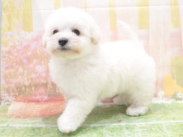 大阪府のハーフ犬・ミックス犬 (アミーゴ鳳店/2025年12月18日生まれ/男の子/ホワイト)の子犬の4枚目の画像