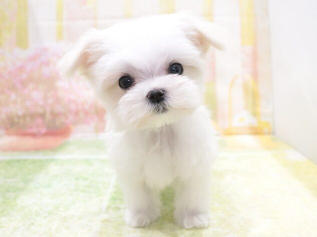 大阪府のマルチーズ (アミーゴ鳳店/2025年12月23日生まれ/男の子/ホワイト)の子犬の3枚目の画像