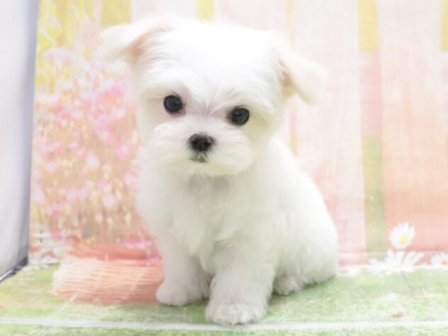 大阪府のマルチーズ (アミーゴ鳳店/2025年12月23日生まれ/男の子/ホワイト)の子犬の4枚目の画像