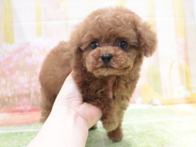 大阪府のトイプードル(トイ) (アミーゴ鳳店/2025年12月22日生まれ/男の子/レッド)の子犬の2枚目の画像