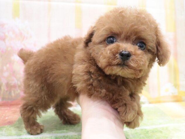 大阪府のトイプードル(トイ) (アミーゴ鳳店/2025年12月22日生まれ/男の子/レッド)の子犬の3枚目の画像