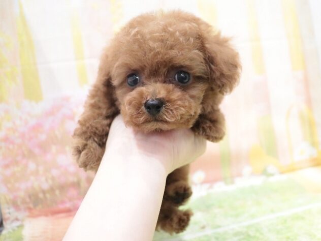大阪府のトイプードル(トイ) (アミーゴ鳳店/2025年12月22日生まれ/男の子/レッド)の子犬の4枚目の画像