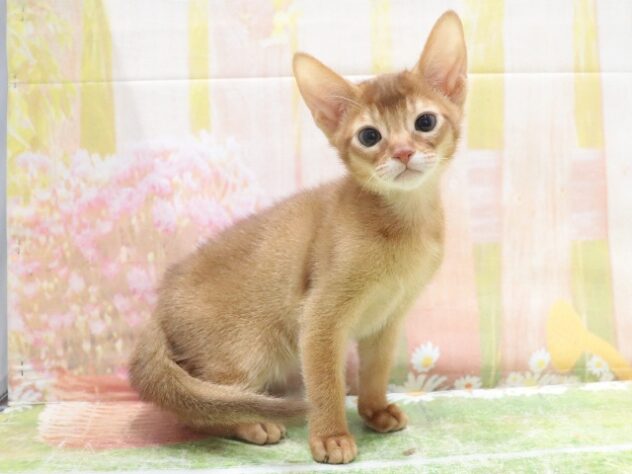 大阪府のアビシニアン (アミーゴ鳳店/2025年12月19日生まれ/男の子/レッド)の子猫の3枚目の画像