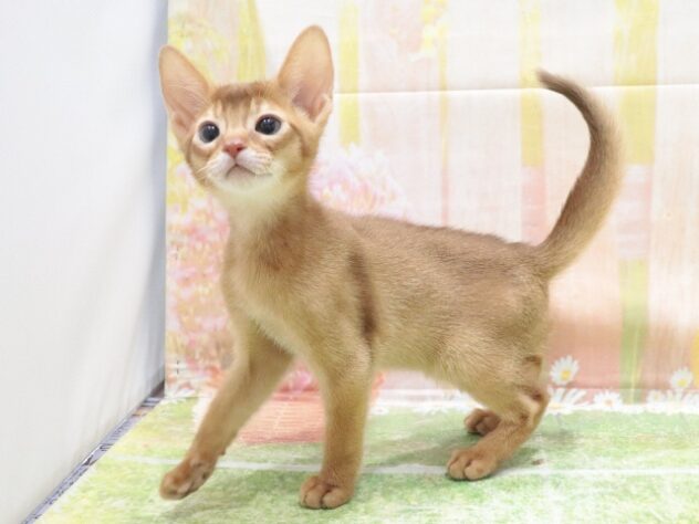 大阪府のアビシニアン (アミーゴ鳳店/2025年12月19日生まれ/男の子/レッド)の子猫の4枚目の画像