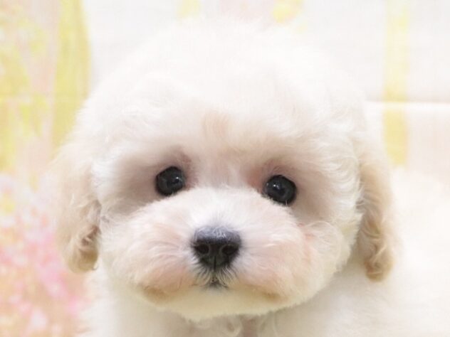 大阪府のトイプードル(トイ) (アミーゴ鳳店/2025年12月23日生まれ/女の子/ペールフォーン)の子犬の2枚目の画像