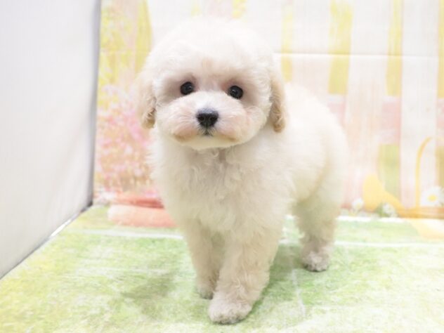 大阪府のトイプードル(トイ) (アミーゴ鳳店/2025年12月23日生まれ/女の子/ペールフォーン)の子犬の3枚目の画像